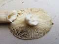 Russula&nbsp;amoenolens&nbsp;-&nbsp;Brauner Camembert-T�ubling&nbsp;-&nbsp;Bad Helmstedt